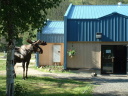 moose visiting hot springs